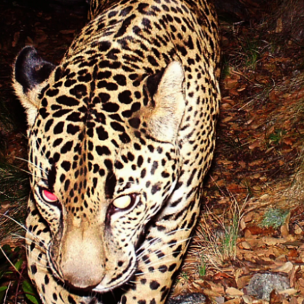 τζάγκουαρ μεξικό