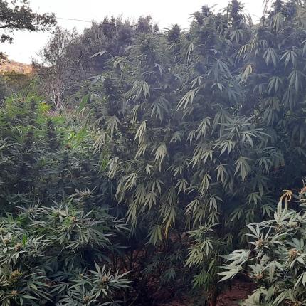  Χασισοφυτεία - μαμούθ εντόπισαν οι αστυνομικοί