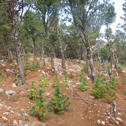 Βρήκαν μεγάλη χασισοφυτεία
