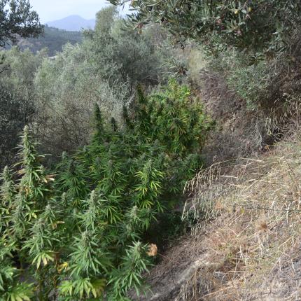 χασισοφυτεία