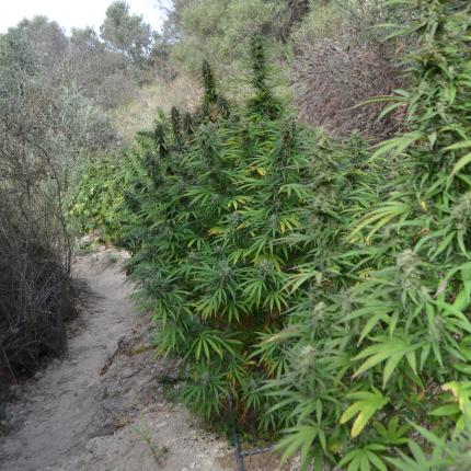 χασισοφυτεία