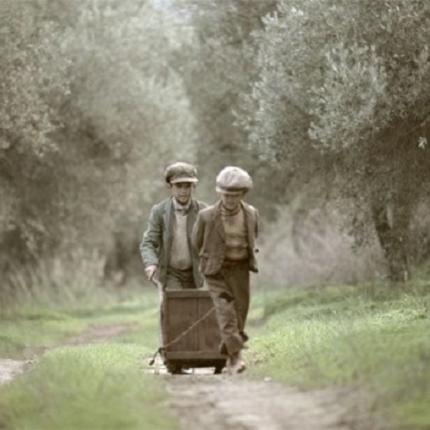 The Olive Tree Will Always Be Here, ελιές, μάζεμα ελιάς