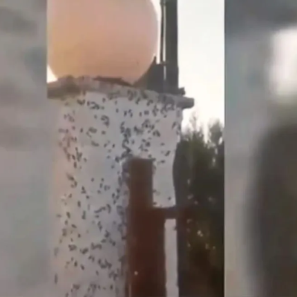 σκαθάρια σε χωριό