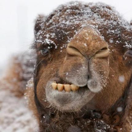 καμήλα χιόνι