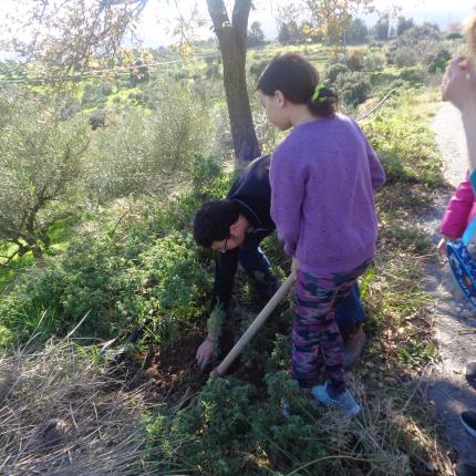 δενδροφυτευση αστυρακι