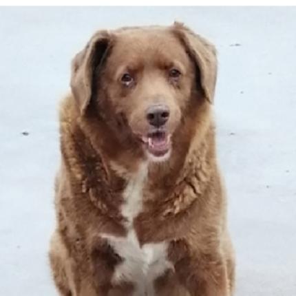 bobi σκύλος ρεκόρ γκίνες