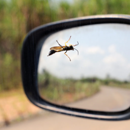  έντομα και αυτοκινητα