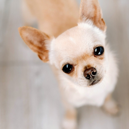 Chihuahua σκυλάκι