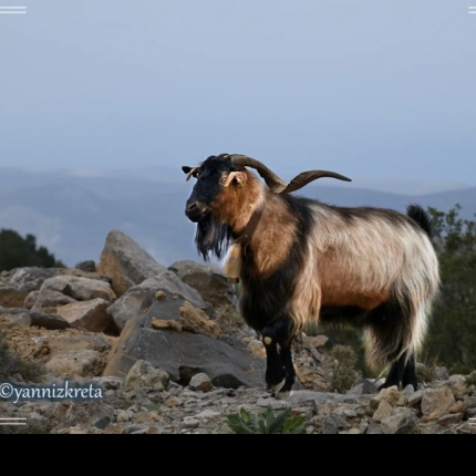 ορη