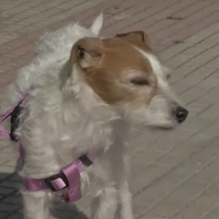 Τάβι