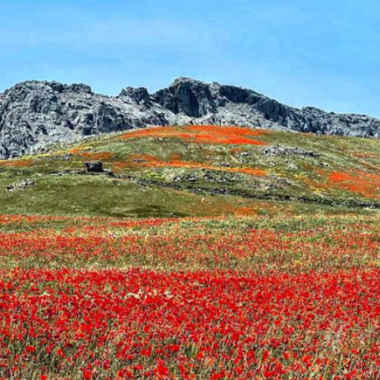 ορος