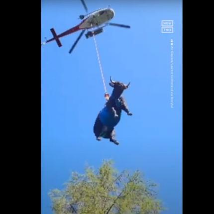  αεροδιακομιδή αγελάδας 