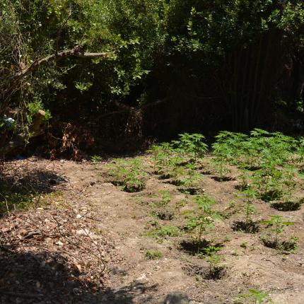 χασισοφυτεία