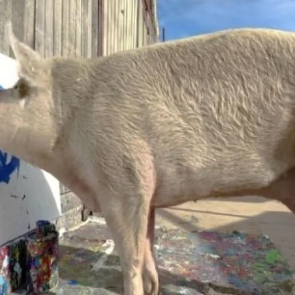 γουρουνι ζωγραφος