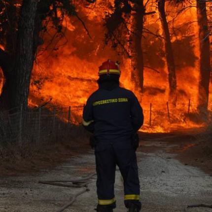 Δάσος Δαδιάς