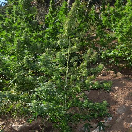 Νέες χασισοφυτείες εντόπισε η Αστυνομία