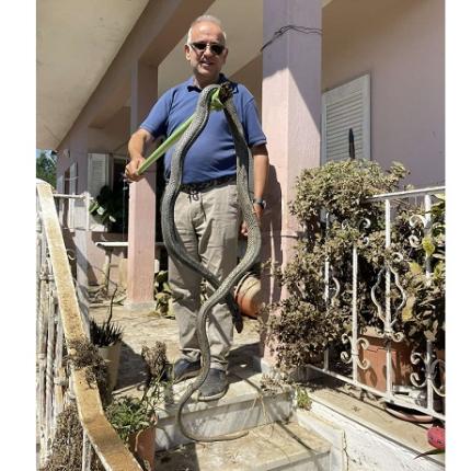 φίδι - Παλαμάς