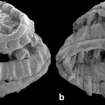 Ανακαλύφθηκε παράξενο πλάσμα ηλικίας 535 εκατομμυρίων ετών