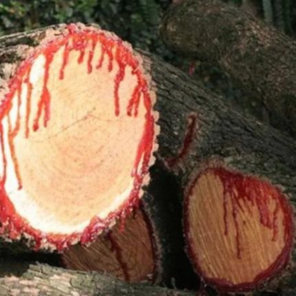 δεντρο αιμα