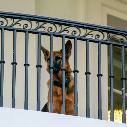 σκυλος μπαιντεν