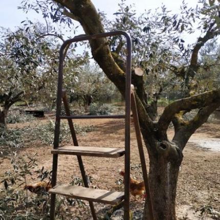 ΕΛΙΕς