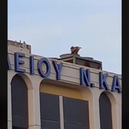 Γυπαετός