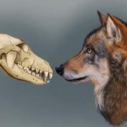 ΣΚΥΛΟΙ ΙΣΤΟΡΙΑ