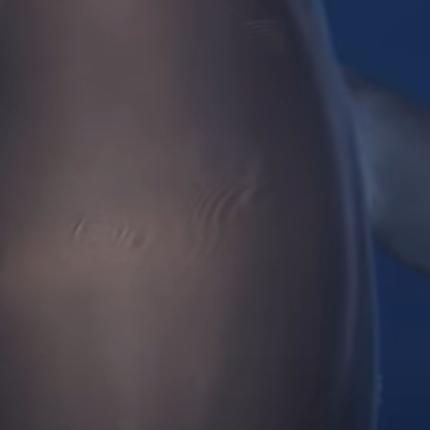 δελφινι με αντιχειρες