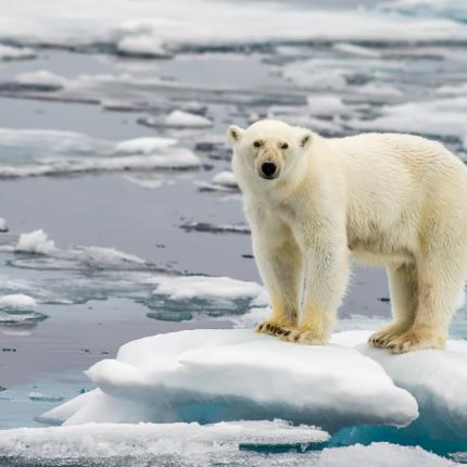 πολική αρκούδα
