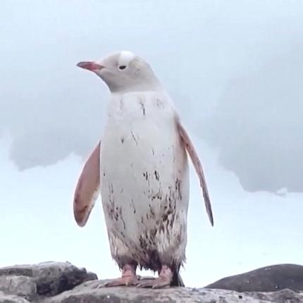λευκος πιγκουινος