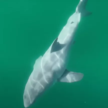 λευκος καρχαριας