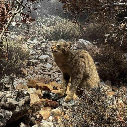 Αγριόγατος Κρήτης