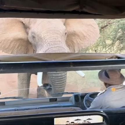 Ελέφαντας επίθεση