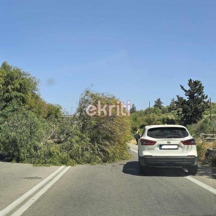 πτώση δέντρου