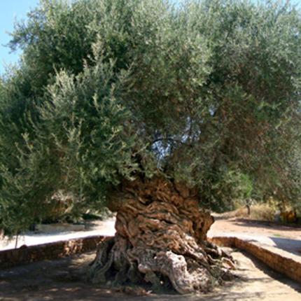 ελια βουβων