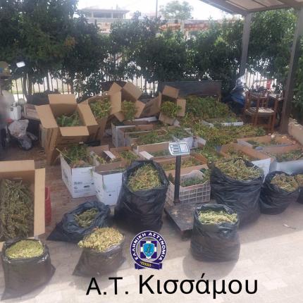 κάνναβη κίσσαμος