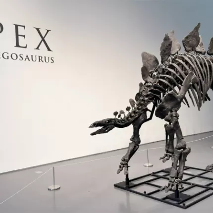 στεγοσαυρος