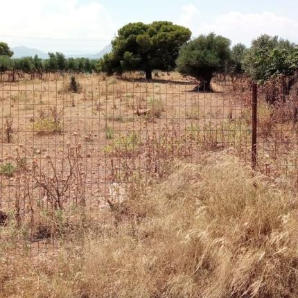 ακαθαριστο οικοπεδο