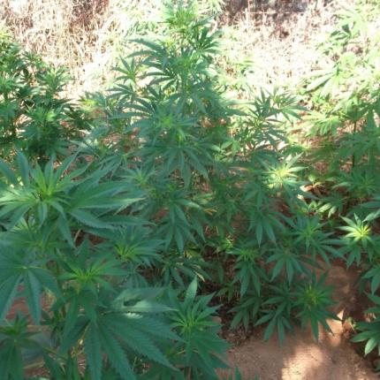 χασισοφυτεια