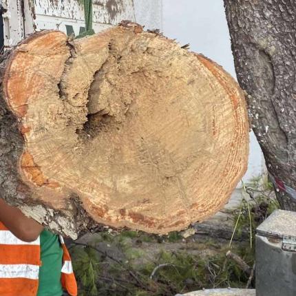 δεντρο Σμπώκου