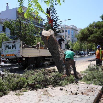 πεύκο ΕΚΗ