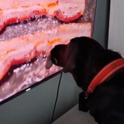 σκύλος μπέικον