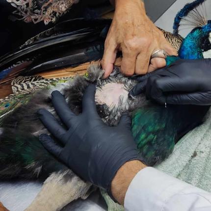 παγωνι - κνωσος