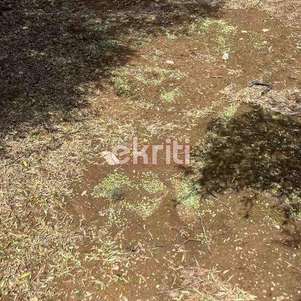 ζημιές σε ελιές 