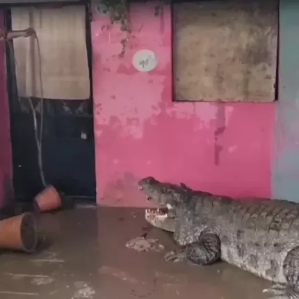 ΙΝΔΙΑ ΚΡΟΚΟΔΕΙΛΟΣ