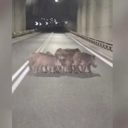 αγριογούρουνα