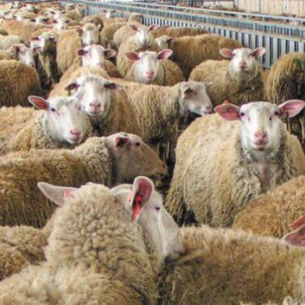 ευλογιά προβάτων