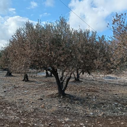 λιόφυτο