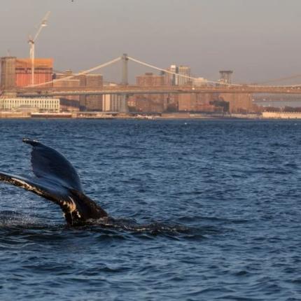 φάλαινα Μπρούκλιν