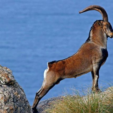 κρι κρι